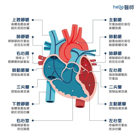 心臟旁邊是什麼|心臟解剖 